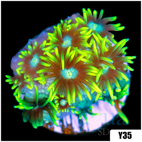 Neon Star Goniopora