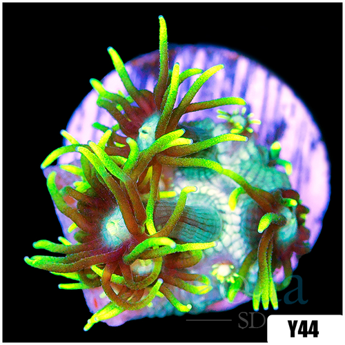 Neon Star Goniopora
