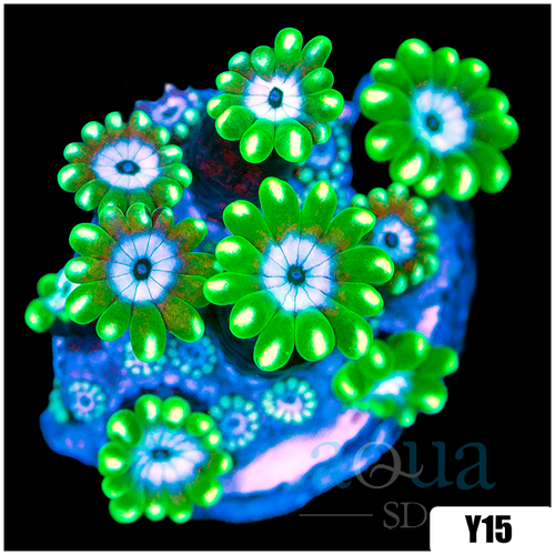 Aussie Green Petals Alveopora