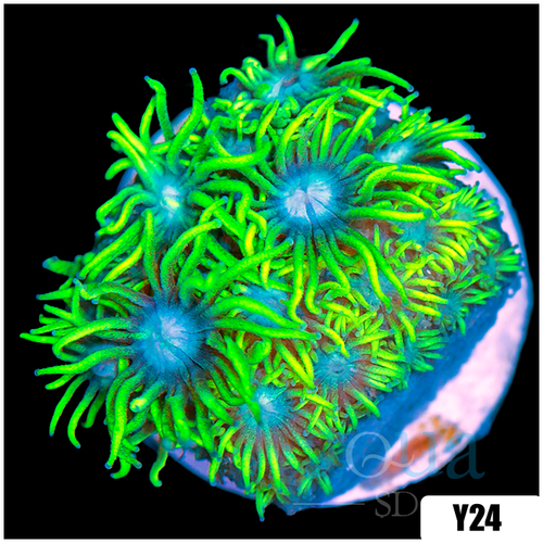 Neon Star Goniopora