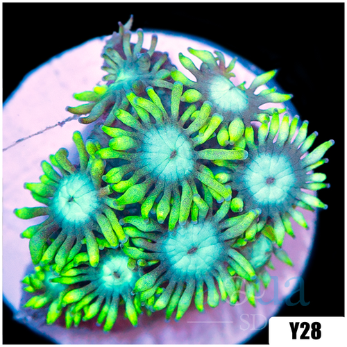 Aussie Neon Goniopora
