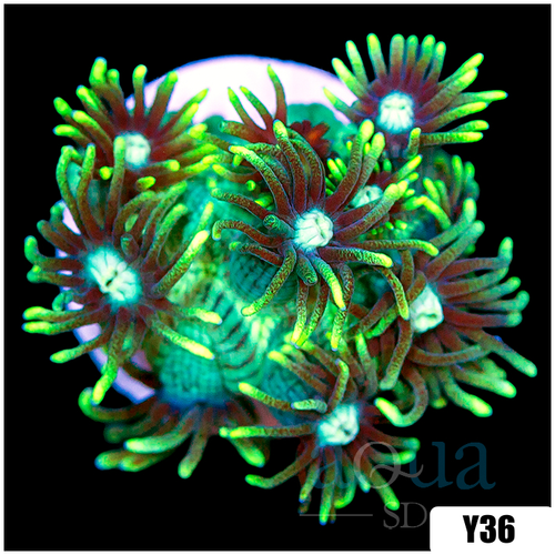 Neon Star Goniopora