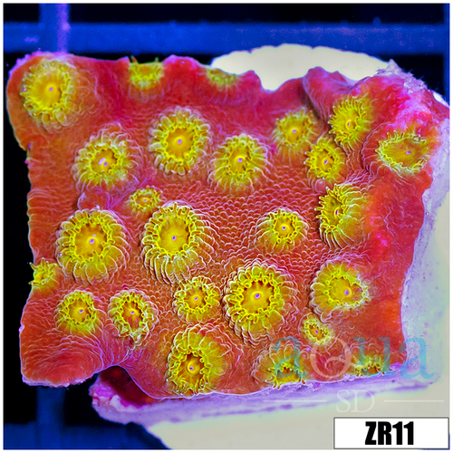 ASD 24k Gold Cyphastrea