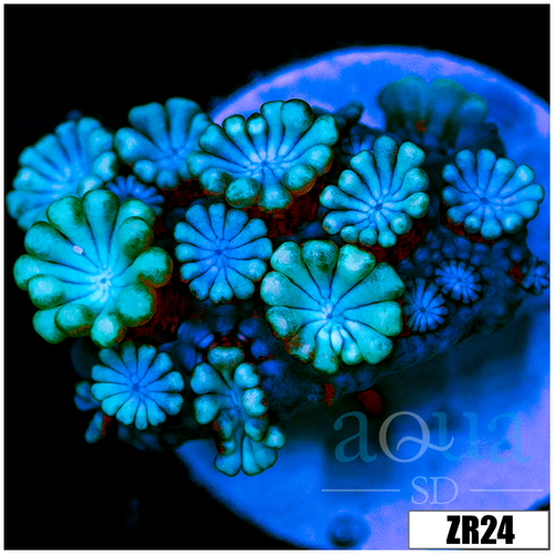 Aussie Ice Alveopora