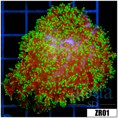 Nuclear Fuzzy Mushroom