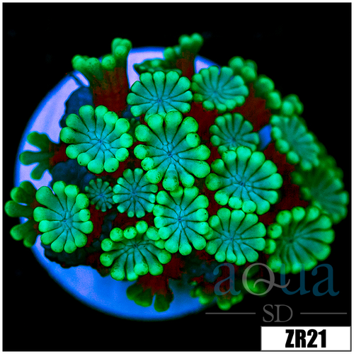 Green Petals Alveopora
