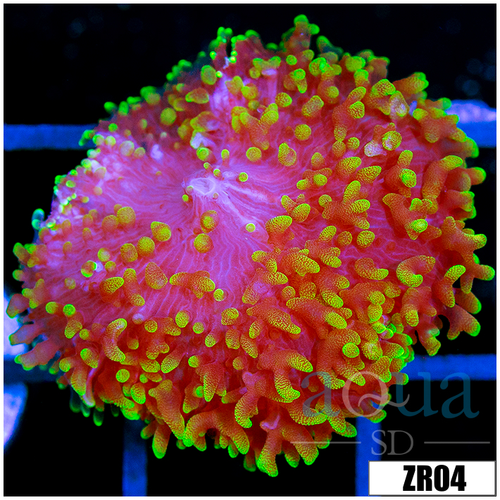 Nuclear Fuzzy Mushroom