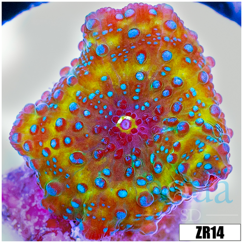Blue Spotted Discosoma