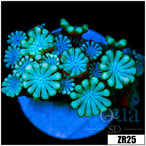Aussie Ice Alveopora
