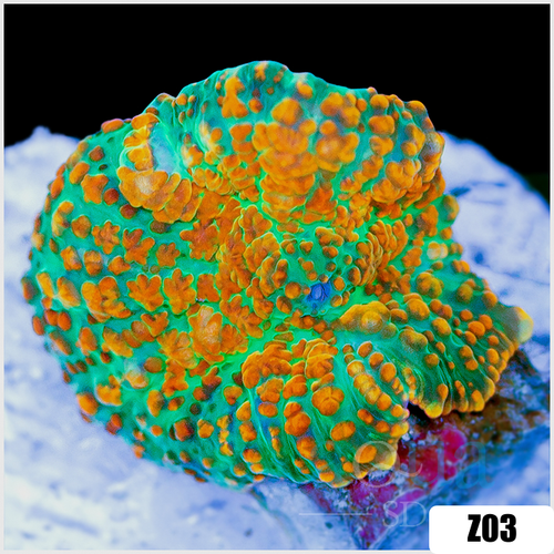 Flaming Rhodactis Mushroom