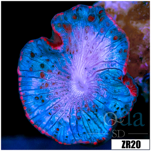 Blue Rhodactis Mushroom