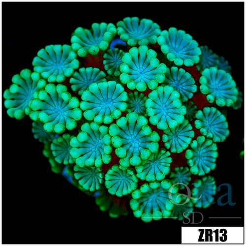 Green Petals Alveopora