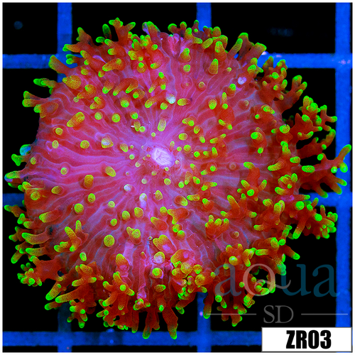 Nuclear Fuzzy Mushroom