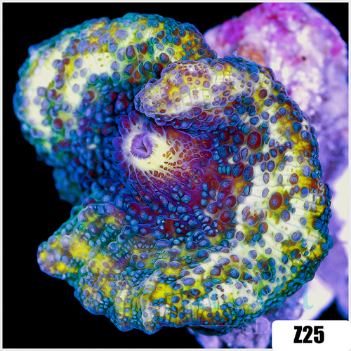 Meteor Discosoma