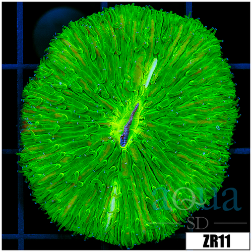Nuclear Plate Coral