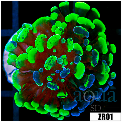 Indo Neon Hammer