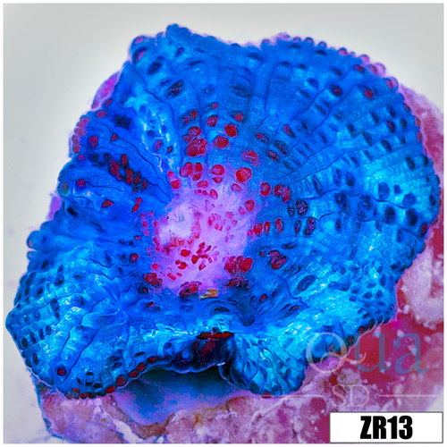 Blue Rhodactis Mushroom