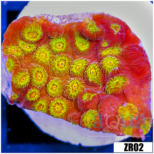 ASD 24k Gold Cyphastrea