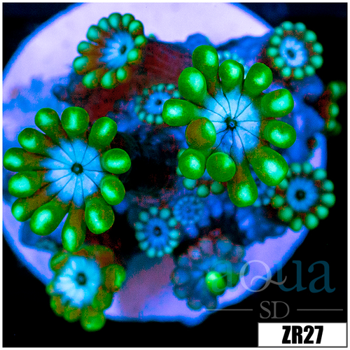 Green Petals Alveopora