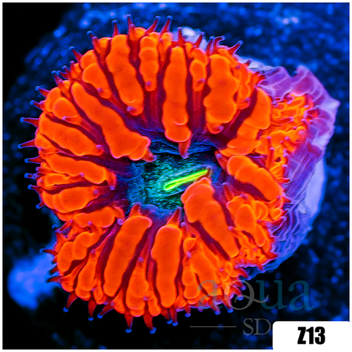 Aussie Black Hole Blasto