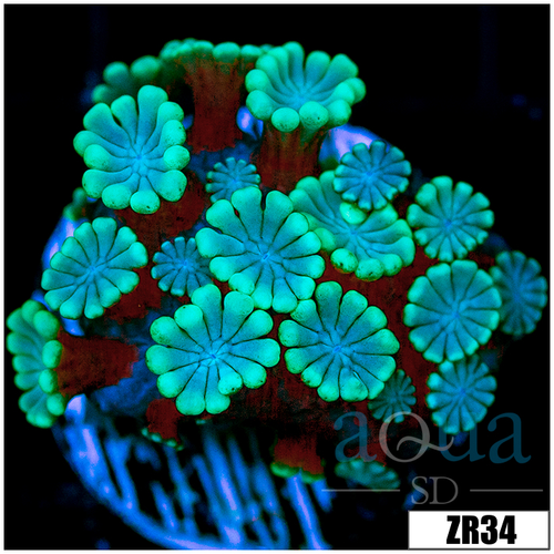 Aussie Ice Alveopora