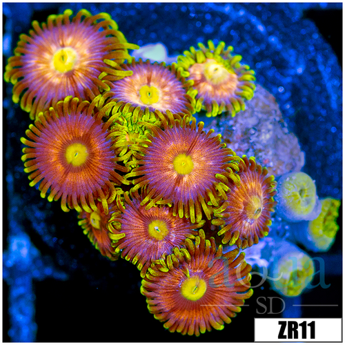 Flaming Pumpkin Zoanthids