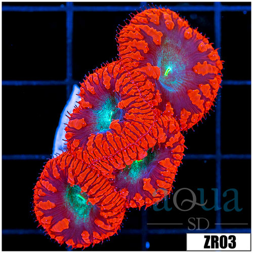 Red Rim Blasto Wellsi Mini Colony