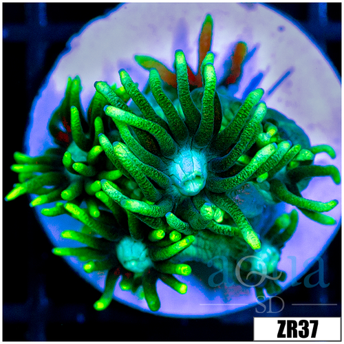 Neon Star Goniopora