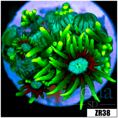 Neon Star Goniopora