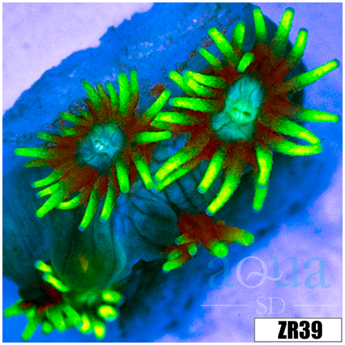 Neon Star Goniopora