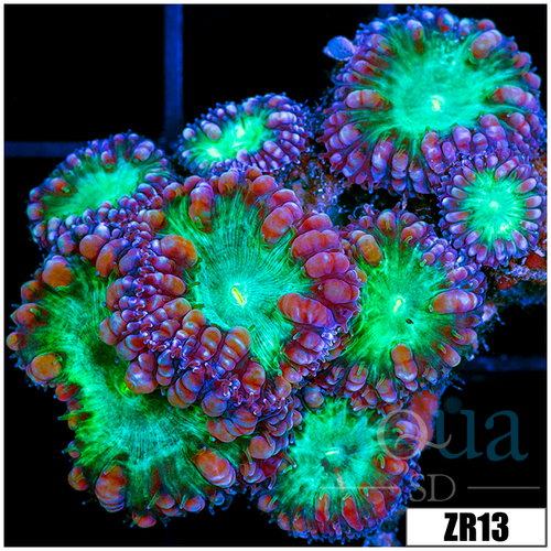 Purple Rim Blasto Wellsi Mini Colony