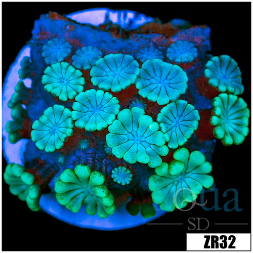 Aussie Ice Alveopora