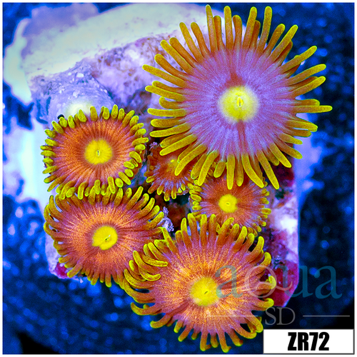 ASD Combo Zoanthids