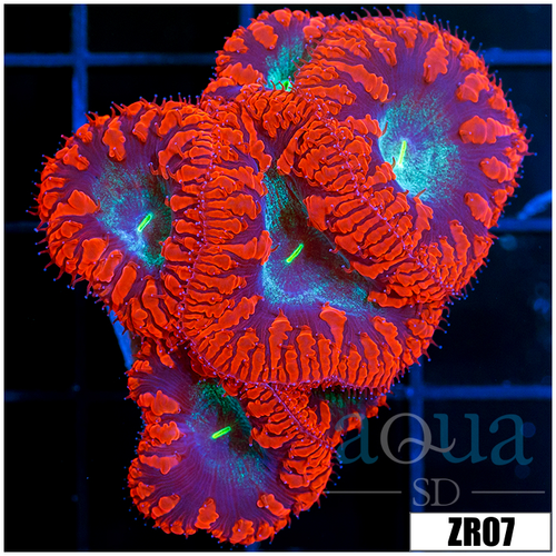 Red Rim Blasto Wellsi Mini Colony