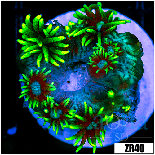 Neon Star Goniopora