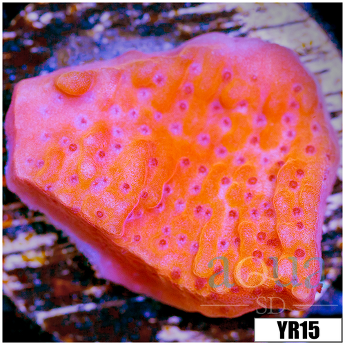Orange Phoenix Montipora