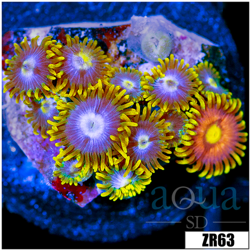 ASD Combo Zoanthids
