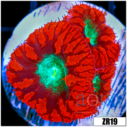 Red Rim Blasto Wellsi