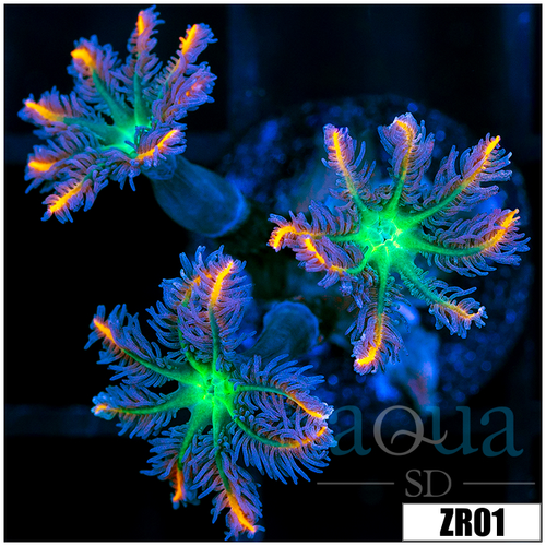 Firework Clove Polyps
