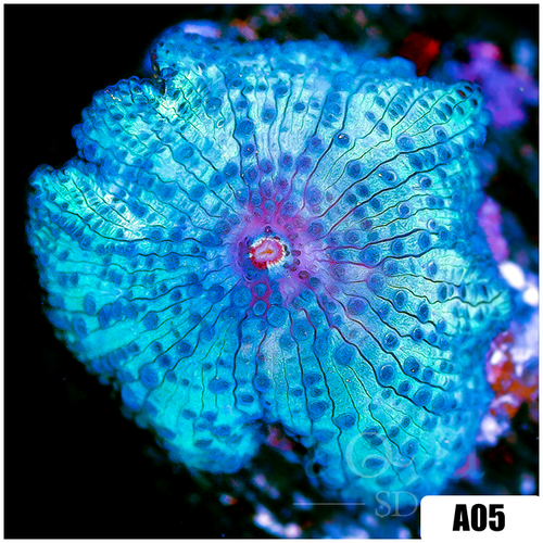 Blue Mans Discosoma