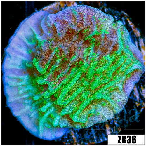 JF Cold Fusion Monti