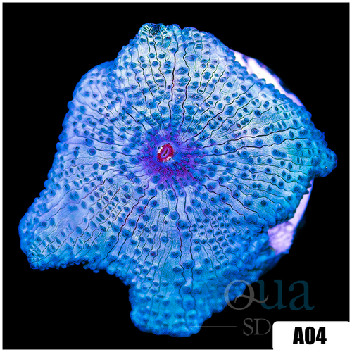 Blue Mans Discosoma