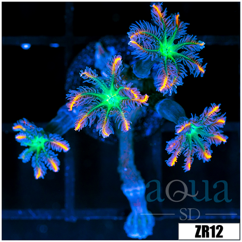 Firework Clove Polyps