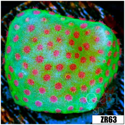 Strawberry Fields Montipora