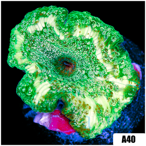 Cammo Discosoma Mushroom