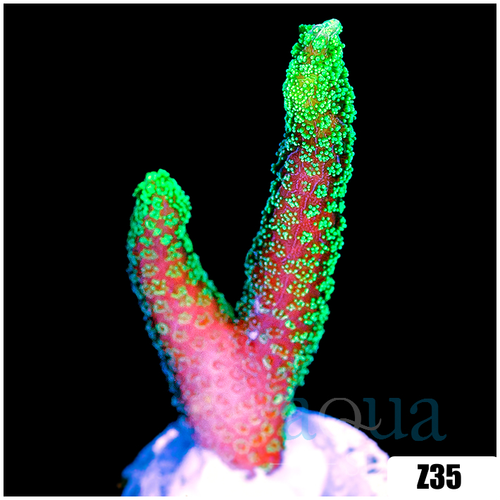 Green Birdsnest Frag