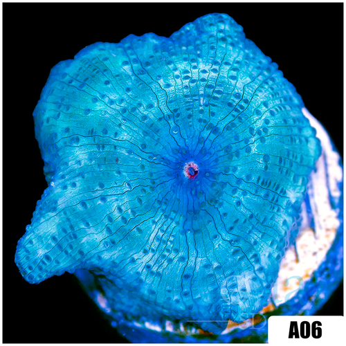Blue Mans Discosoma
