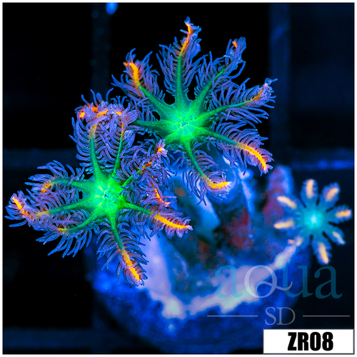 Firework Clove Polyps