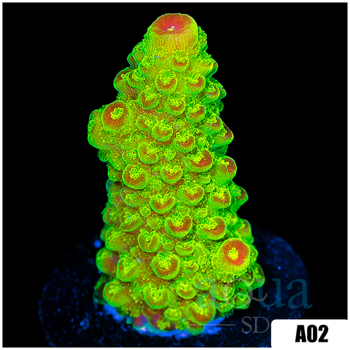 Heavenly Glow Acropora