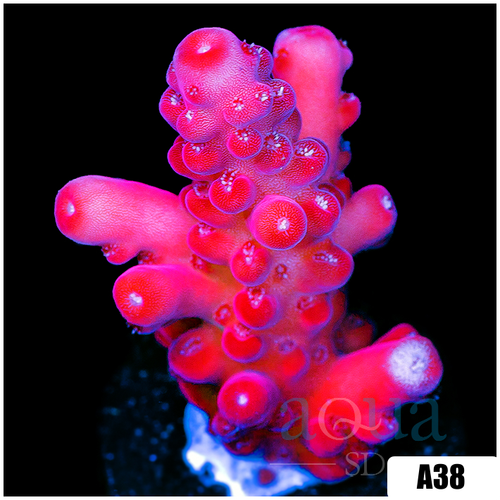 ASD Cherry Blossom Acropora